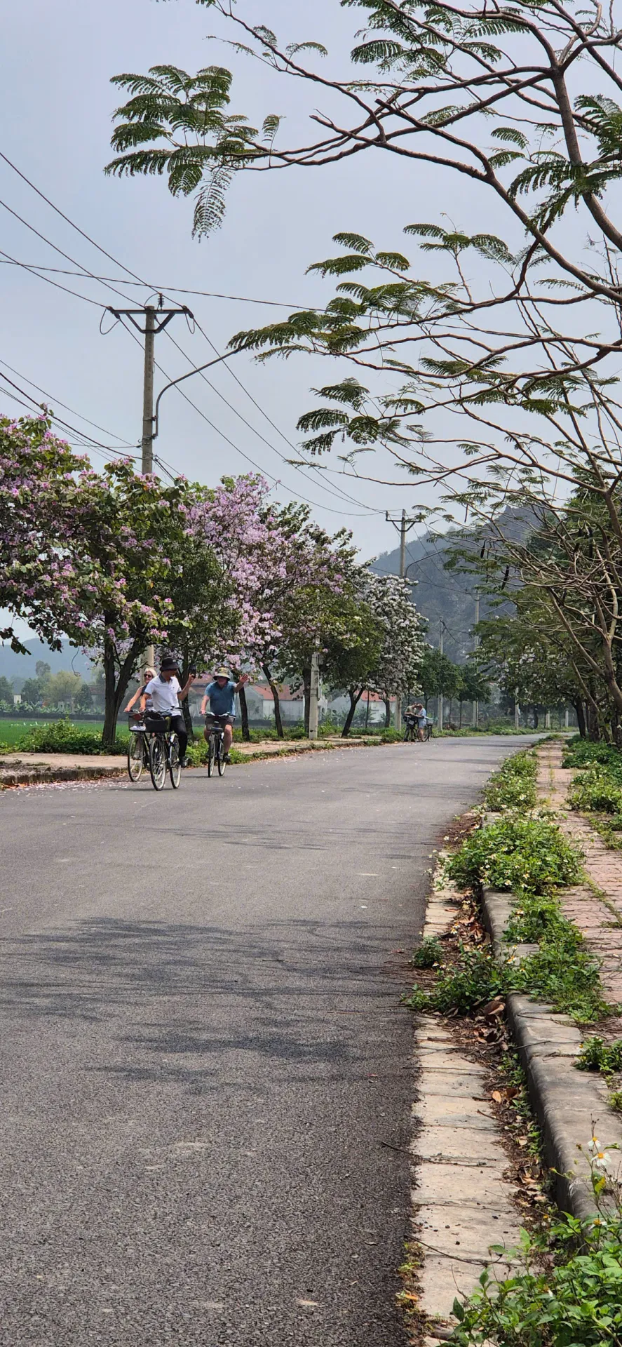 BAI DINH - HOA LU – TRANG AN - MUA CAVE - 1 DAY TRIP